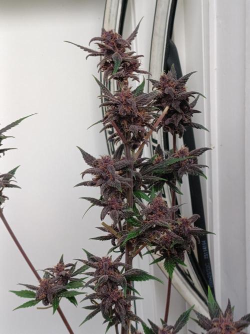 42 Fast BUDS - 1. Lemon Cherry Copkie. Week 11