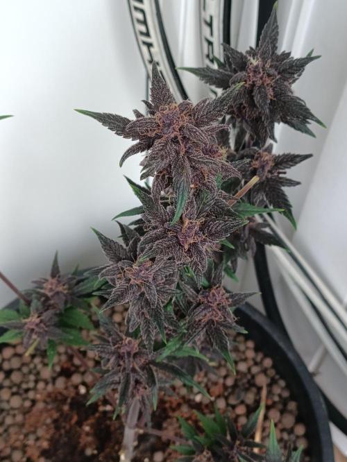42 Fast BUDS - 1. Lemon Cherry Copkie. Week 11