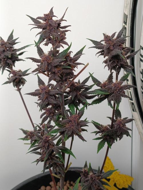 42 Fast BUDS - 1. Lemon Cherry Copkie. Week 11