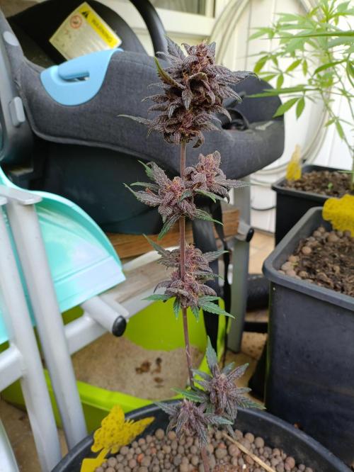 42 Fast BUDS - 1. Lemon Cherry Copkie. Week 12