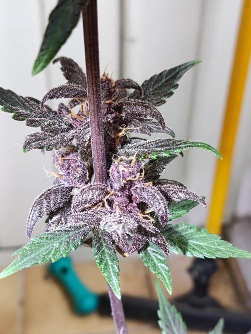 42 Fast BUDS - 1. Lemon Cherry Copkie. Week 12