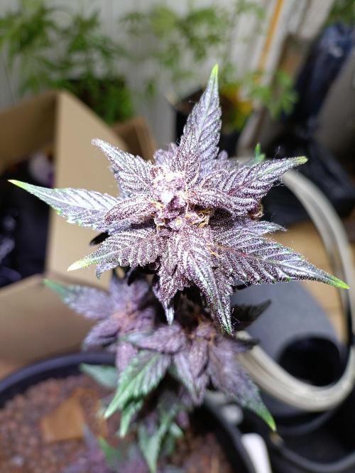 42 Fast BUDS - 1. Lemon Cherry Copkie. Week 12