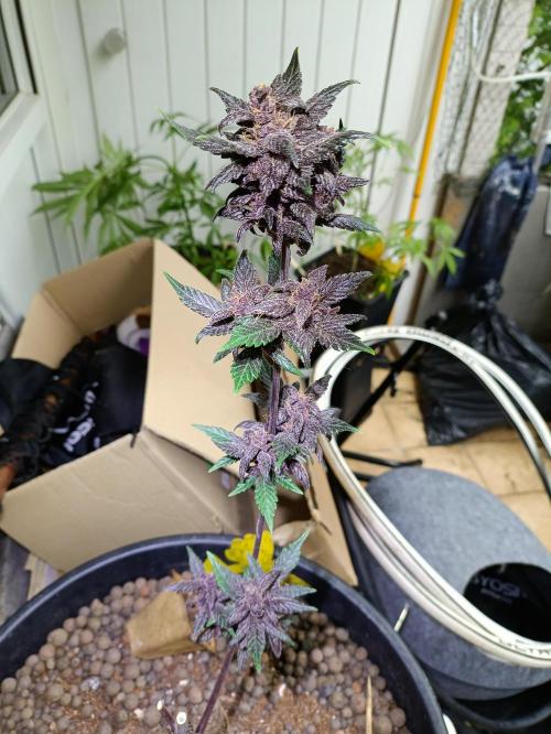 42 Fast BUDS - 1. Lemon Cherry Copkie. Week 12