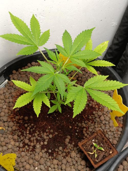 42 Fast BUDS - 2. Purple Punch. Week 0