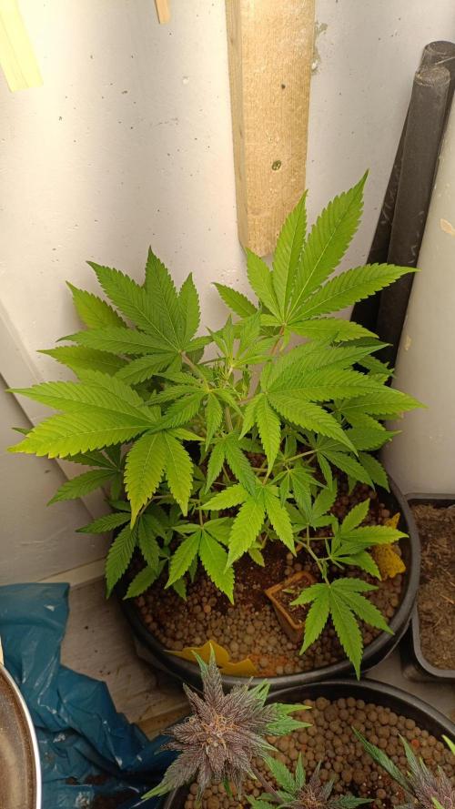 42 Fast BUDS - 2. Purple Punch. Week 7
