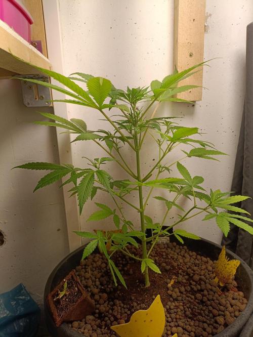 42 Fast BUDS - 2. Purple Punch. Week 7