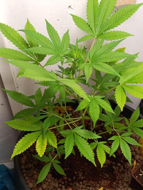 42 Fast BUDS - 2. Purple Punch. Week 7