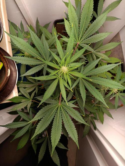 42 Fast BUDS - 2. Purple Punch. Week 8
