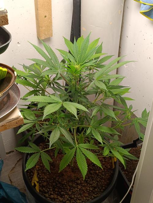 42 Fast BUDS - 2. Purple Punch. Week 8