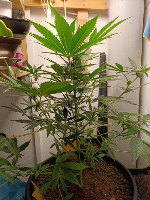 42 Fast BUDS - 2. Purple Punch. Week 8