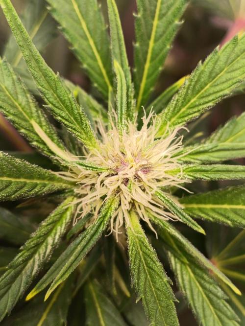 42 Fast BUDS - 2. Purple Punch. Week 9