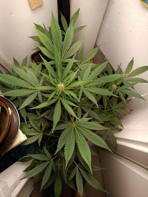 42 Fast BUDS - 2. Purple Punch. Week 9