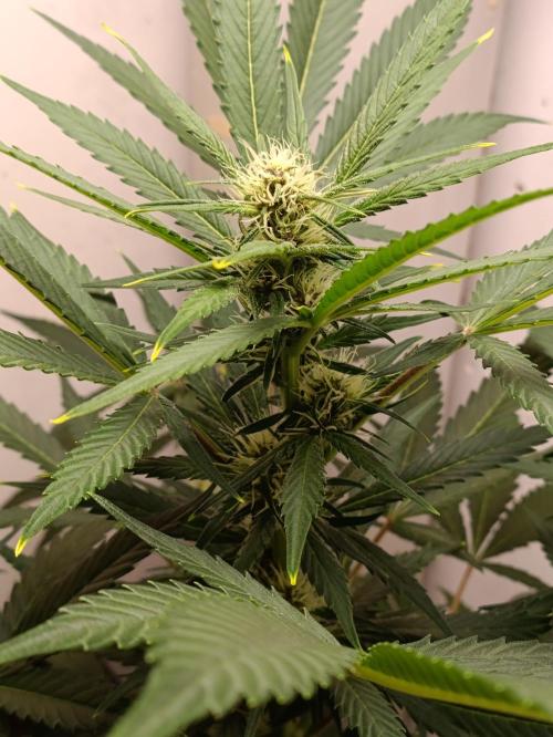 42 Fast BUDS - 2. Purple Punch. Week 9