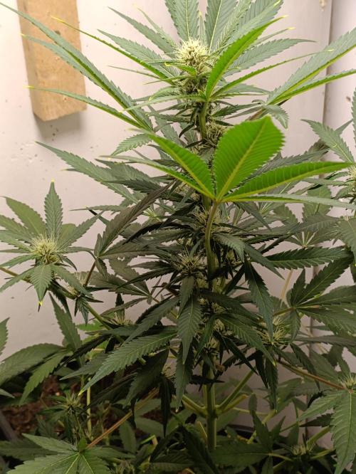 42 Fast BUDS - 2. Purple Punch. Week 9