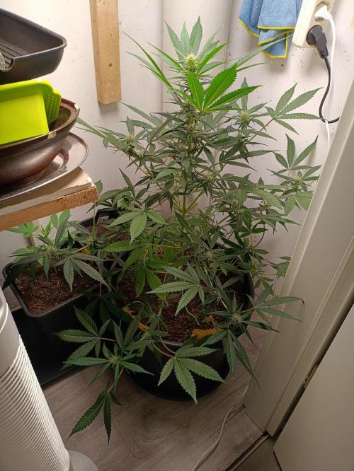 42 Fast BUDS - 2. Purple Punch. Week 9