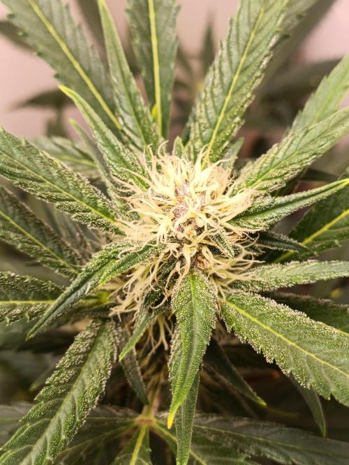 42 Fast BUDS - 2. Purple Punch. Week 10
