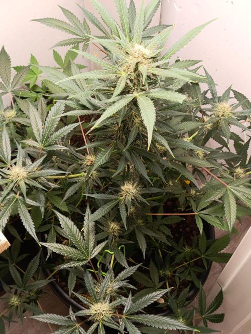 42 Fast BUDS - 2. Purple Punch. Week 10