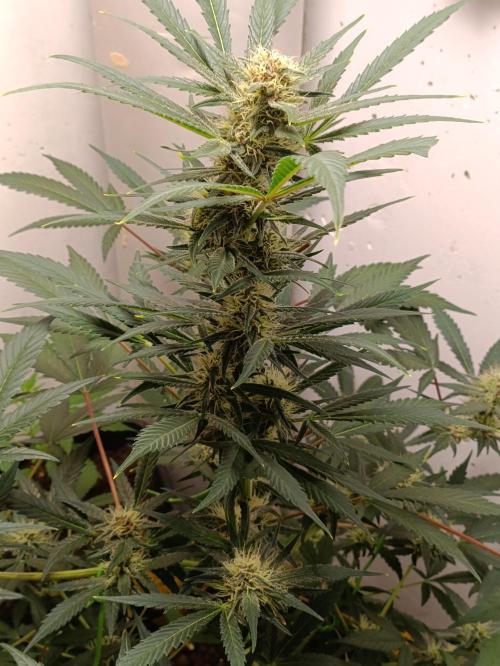 42 Fast BUDS - 2. Purple Punch. Week 10