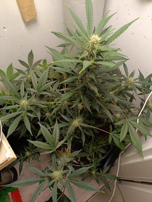 42 Fast BUDS - 2. Purple Punch. Week 10