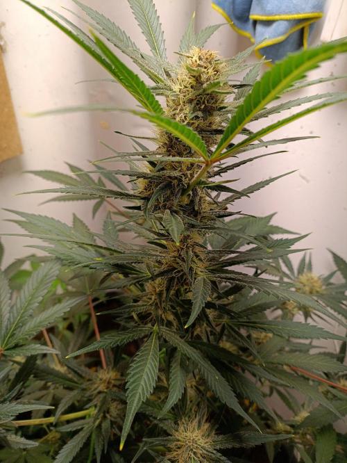 42 Fast BUDS - 2. Purple Punch. Week 10