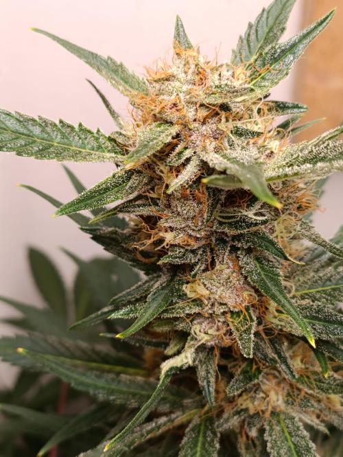 42 Fast BUDS - 2. Purple Punch. Week 11