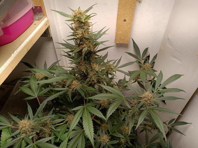 42 Fast BUDS - 2. Purple Punch. Week 11