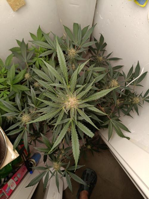 42 Fast BUDS - 2. Purple Punch. Week 11