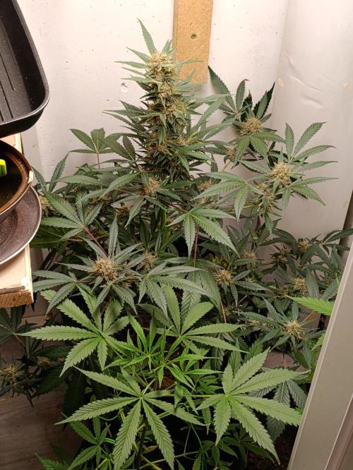42 Fast BUDS - 2. Purple Punch. Week 11