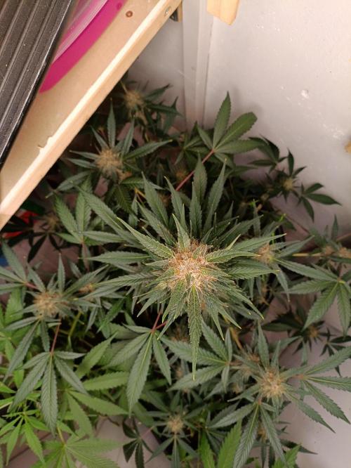 42 Fast BUDS - 2. Purple Punch. Week 11