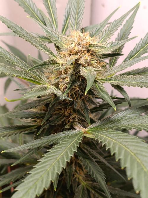 42 Fast BUDS - 2. Purple Punch. Week 11