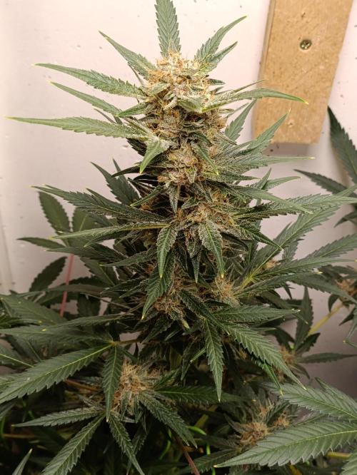 42 Fast BUDS - 2. Purple Punch. Week 11