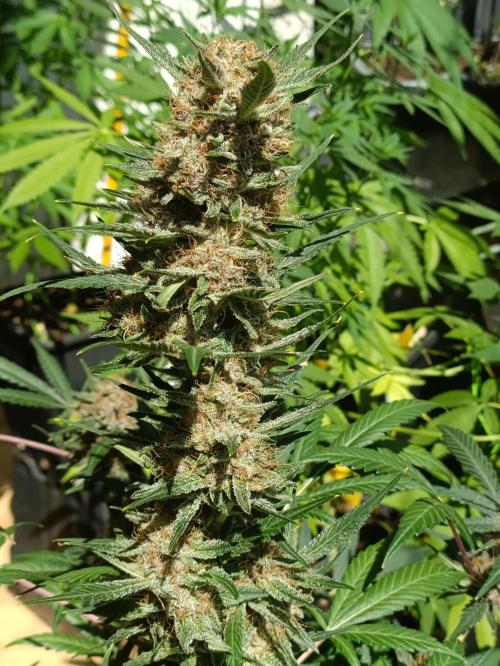 42 Fast BUDS - 2. Purple Punch. Week 12