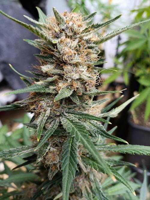 42 Fast BUDS - 2. Purple Punch. Week 12