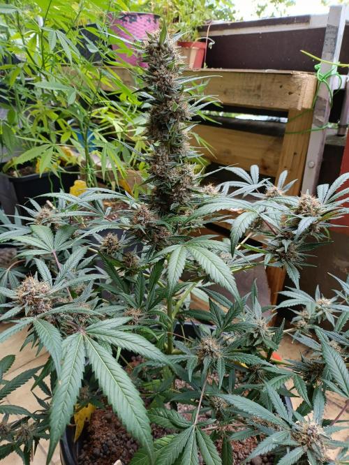 42 Fast BUDS - 2. Purple Punch. Week 12