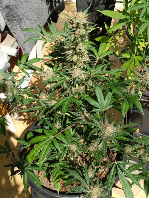 42 Fast BUDS - 2. Purple Punch. Week 12