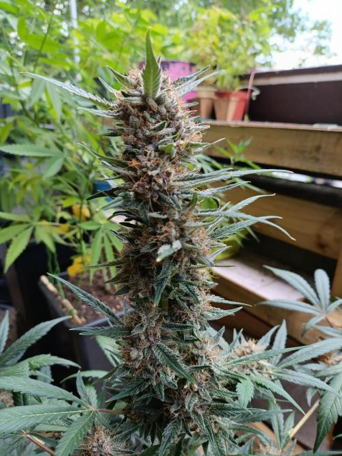 42 Fast BUDS - 2. Purple Punch. Week 12