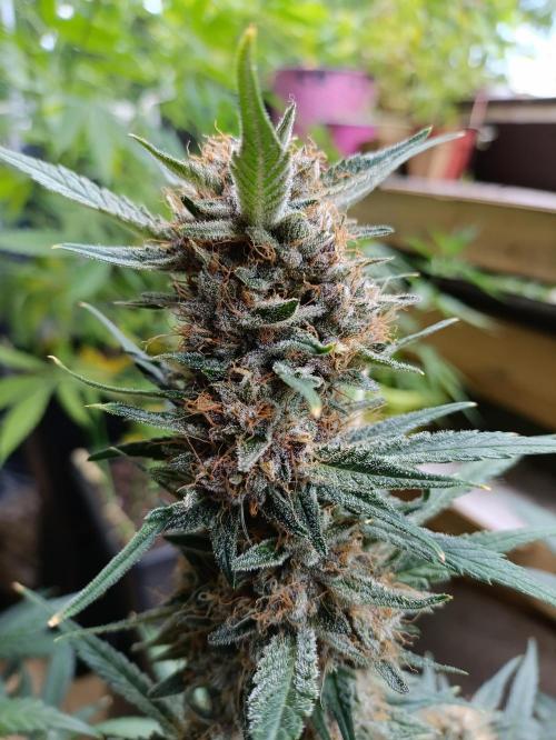 42 Fast BUDS - 2. Purple Punch. Week 12