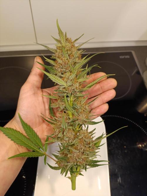 42 Fast BUDS - 2. Purple Punch. Week 0