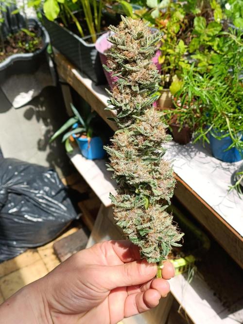 42 Fast BUDS - 2. Purple Punch. Week 13