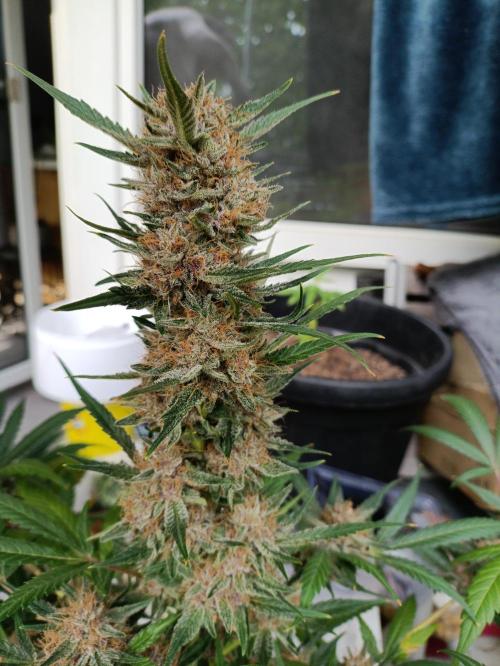 42 Fast BUDS - 2. Purple Punch. Week 13
