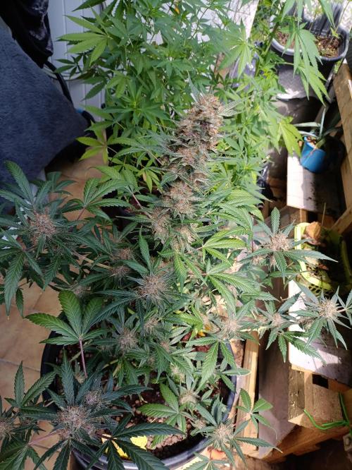 42 Fast BUDS - 2. Purple Punch. Week 13