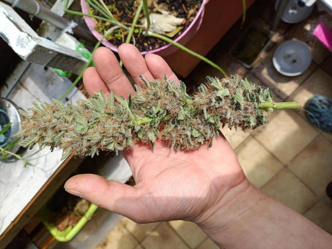 42 Fast BUDS - 2. Purple Punch. Week 13