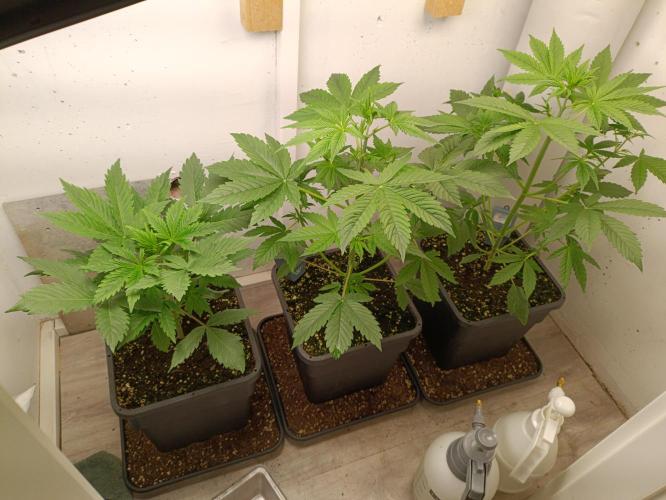 GROWBOX 3 (14.+15.+16.). Week 4