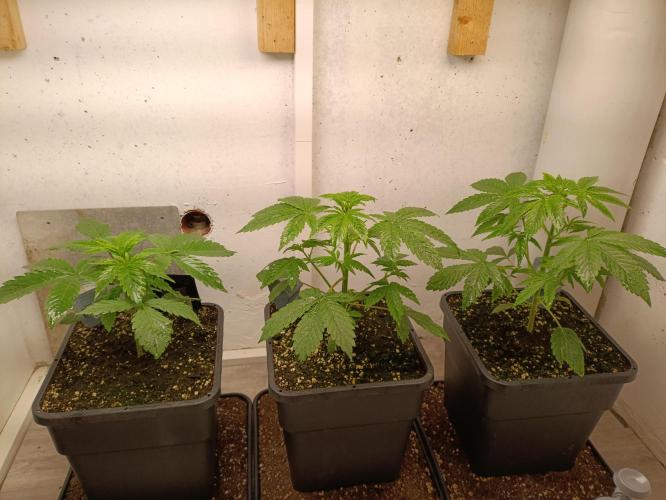 GROWBOX 3 (14.+15.+16.). Week 3