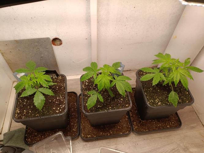 GROWBOX 3 (14.+15.+16.). Week 3