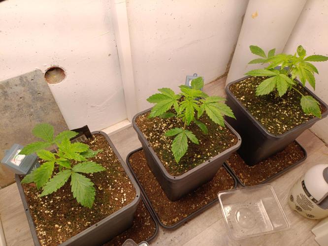 GROWBOX 3 (14.+15.+16.). Week 3