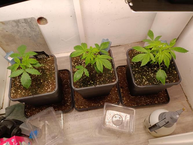 GROWBOX 3 (14.+15.+16.). Week 3