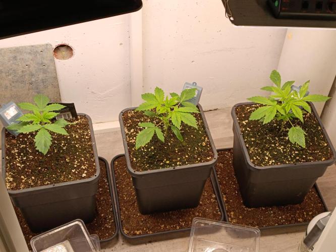 GROWBOX 3 (14.+15.+16.). Week 3