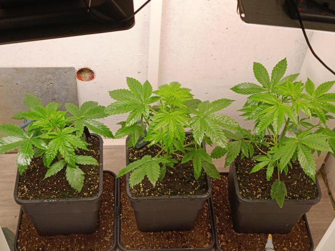 GROWBOX 3 (14.+15.+16.). Week 4