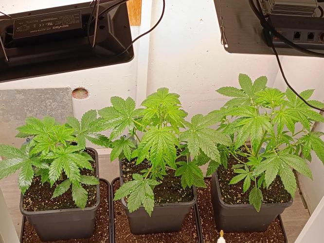 GROWBOX 3 (14.+15.+16.). Week 4